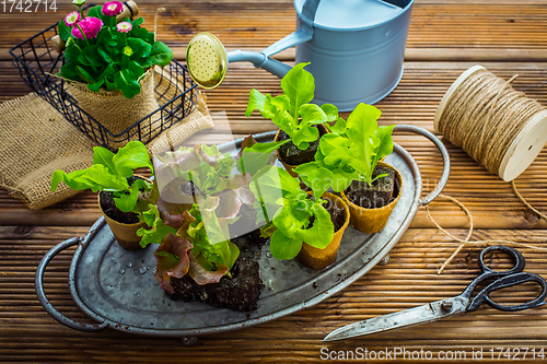 Image of Salad seedlings in small containes prepared for replanting into garden bed