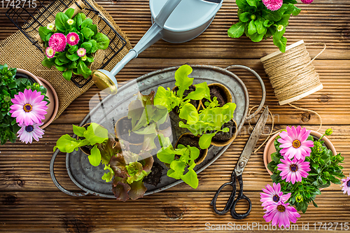 Image of Salad seedlings and jung plants in small containes prepared for replanting into garden bed