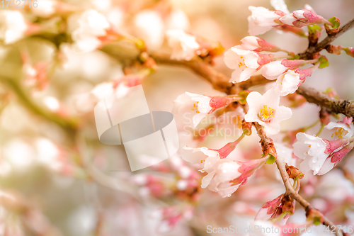 Image of Spring background. Blooming branch with small pink and white flowers in sunlight