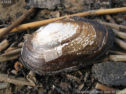 Image of Seashell at the beach