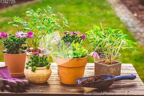 Image of Potted flower, plants and herbs in garden or balcony