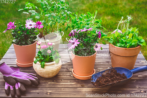 Image of Potted flower, plants and herbs in garden or balcony