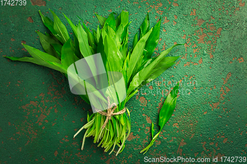 Image of Bunch of Ramson or bear leek (Allium ursinum) on kitchen table