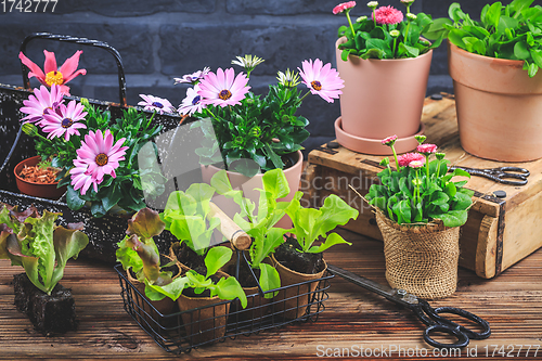 Image of Gardening - planting and replanting, seedlings with plants in flower pots