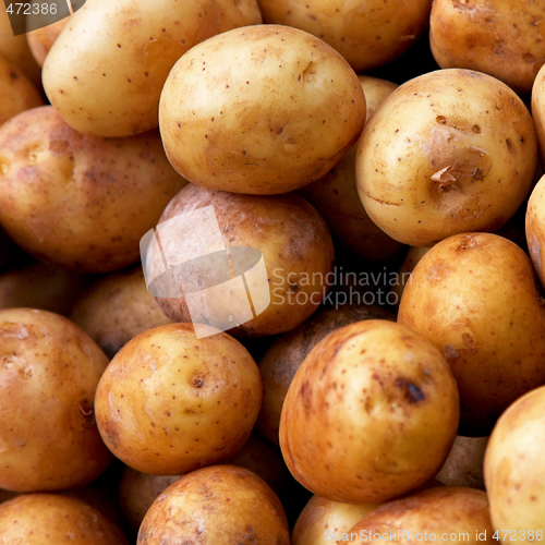 Image of Small potatoes