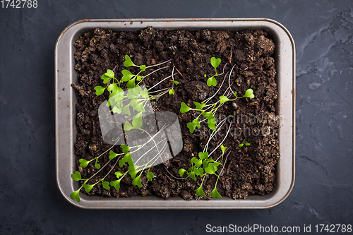 Image of Small seedlings growing in cultivation tray