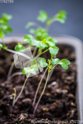 Image of Small seedlings growing in cultivation tray