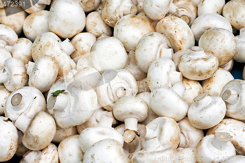 Image of White mushrooms