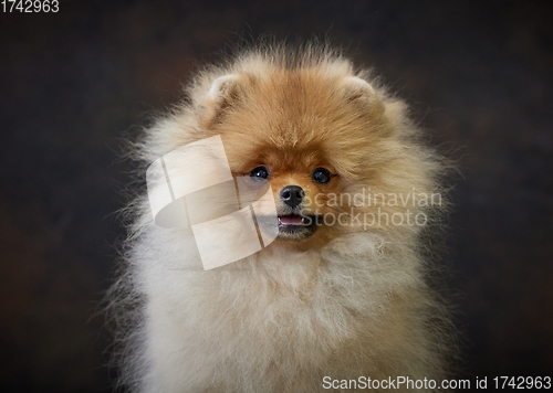 Image of portrait of pomeranian spitz puppy