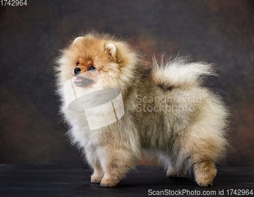 Image of portrait of pomeranian spitz puppy