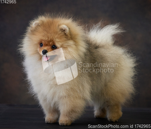 Image of portrait of pomeranian spitz puppy