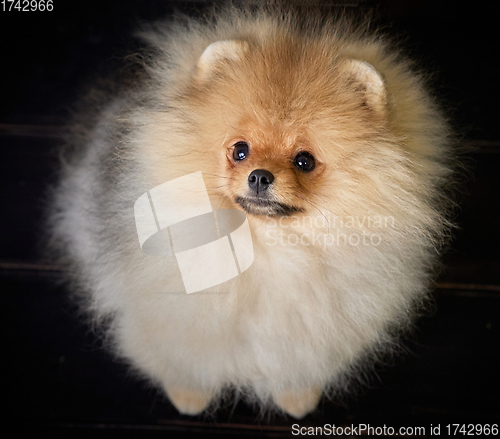 Image of portrait of pomeranian spitz puppy