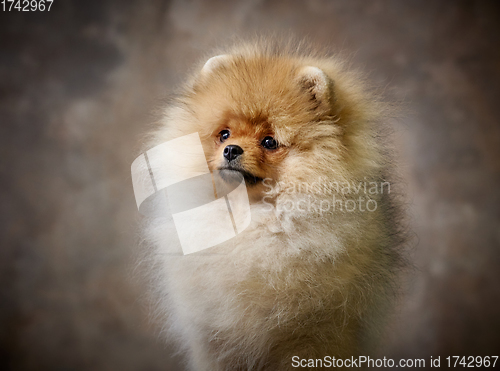 Image of portrait of pomeranian spitz puppy