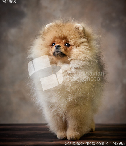 Image of portrait of pomeranian spitz puppy