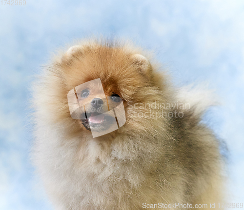 Image of portrait of pomeranian spitz puppy