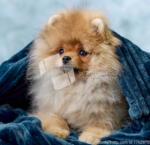 Image of portrait of pomeranian spitz puppy