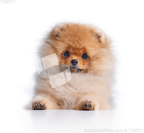 Image of portrait of pomeranian spitz puppy