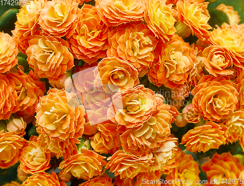 Image of blooming flower background