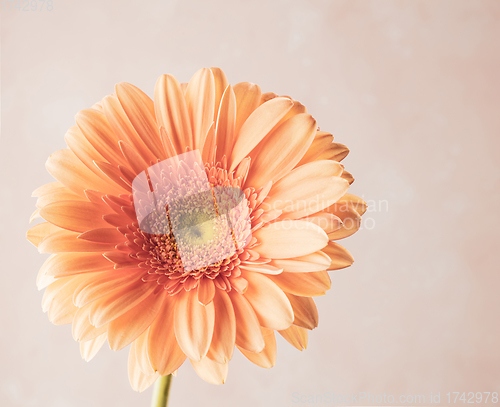 Image of beautiful gerbera flower