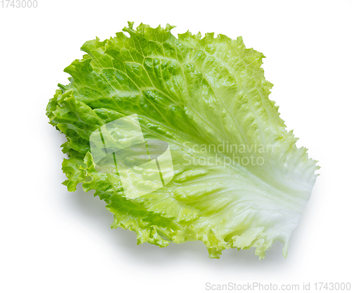 Image of fresh green lettuce leaf