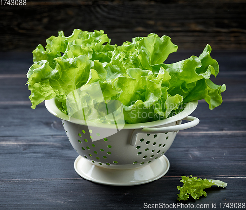 Image of fresh green lettuce leaves