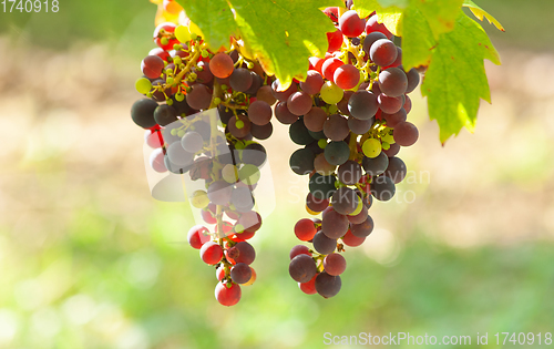 Image of Bunch of white grapes hanging 