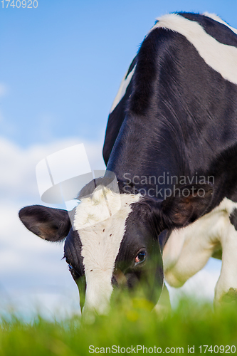 Image of Cow eating in the pasture