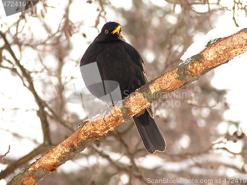 Image of Black bird 