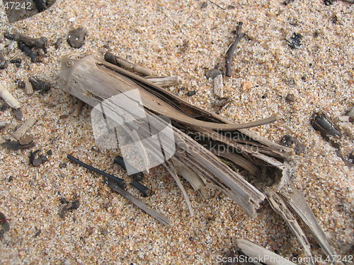 Image of Tree on sand