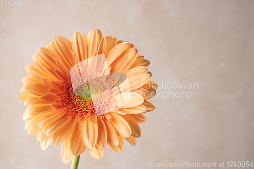 Image of beautiful gerbera flower