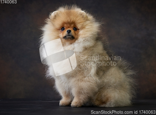 Image of portrait of pomeranian spitz puppy