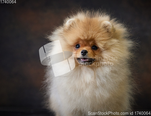 Image of portrait of pomeranian spitz puppy