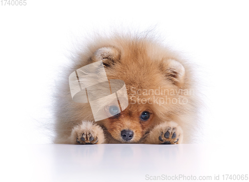 Image of portrait of pomeranian spitz puppy