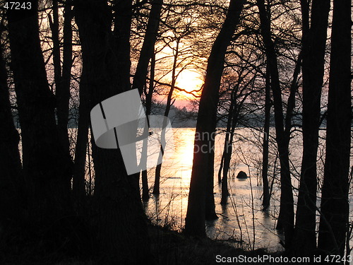 Image of Winter trees
