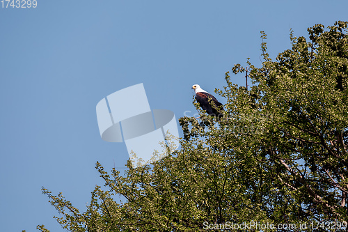 Image of African Fish Eagle Ethiopia Africa wildlife