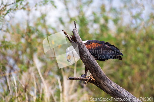 Image of African Fish Eagle Ethiopia Africa wildlife