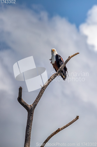 Image of African Fish Eagle Ethiopia Africa wildlife