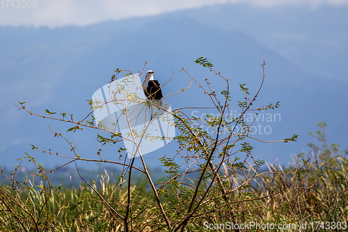 Image of African Fish Eagle Ethiopia Africa wildlife