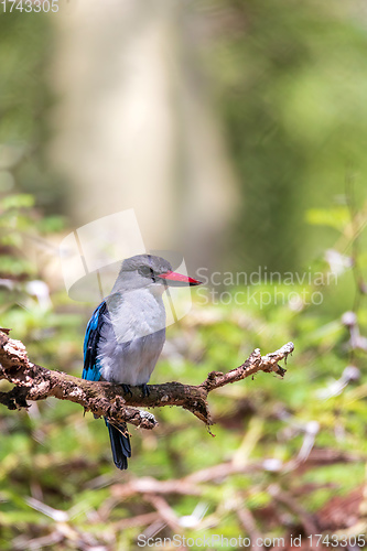 Image of Woodland kingfisher Ethiopia, Africa wildlife