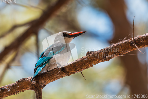 Image of Woodland kingfisher Ethiopia, Africa wildlife