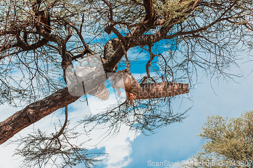 Image of Acacia With Beehives, Ethiopia, Africa