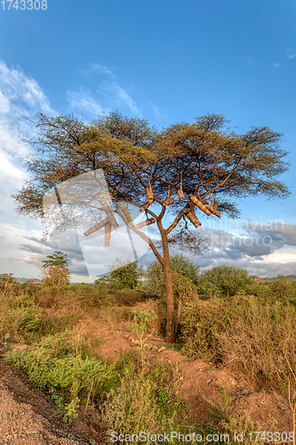 Image of Acacia With Beehives, Ethiopia, Africa