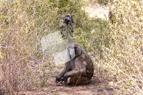 Image of injured chacma baboon, papio ursinus, Ethiopia. Africa