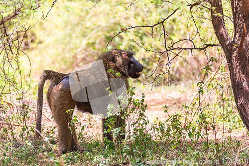 Image of injured chacma baboon, papio ursinus, Ethiopia. Africa