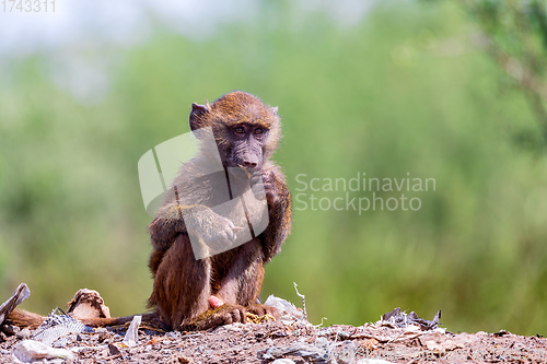 Image of baby of chacma baboon sitting on garbage at the landfill, Ethiopia