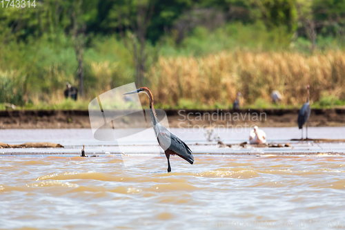 Image of Heron, Ardea Goliath Lake Chamo, Ethiopia, Africa