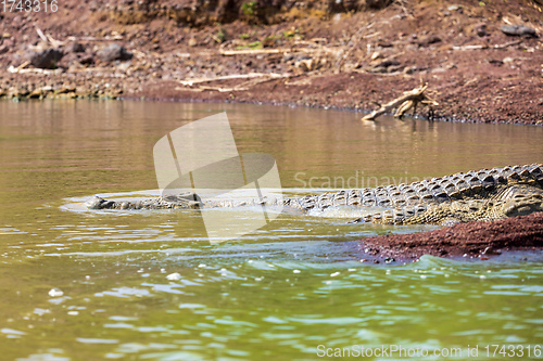 Image of big nile crocodile, Chamo lake Falls Ethiopia