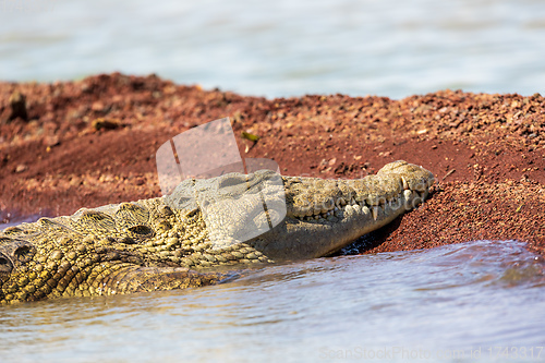 Image of big nile crocodile, Chamo lake Falls Ethiopia