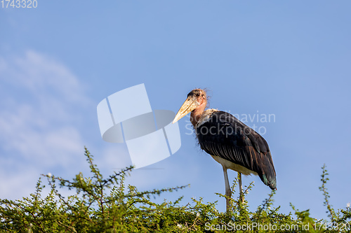 Image of The marabou stork on nest Ethiopia Africa wildlife