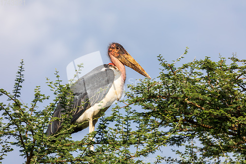 Image of The marabou stork on nest Ethiopia Africa wildlife